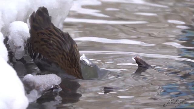 Водяной пастушок из парка Кузьминки смотреть онлайн