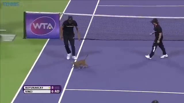 Cat On The Loose | Qatar Total Open Tennis Court смотреть онлайн