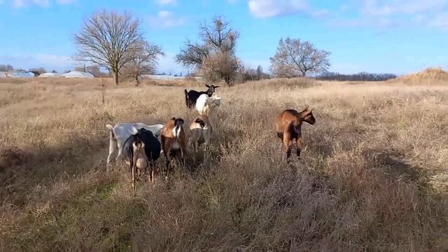 Продажа козла-производителя. смотреть онлайн