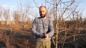 Как правильно обрезать деревья? Формирование садовых плодовых деревьев #СадовыйЭксперт #обрезка