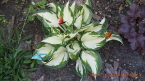 Хоста гибридная Файр энд Айс ? обзор: как сажать, саженцы, луковицы хосты Файр энд Айс