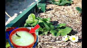 Облейте этим клубнику весной в апреле мае от долгоносика! Как бороться с долгоносиком на клубнике?