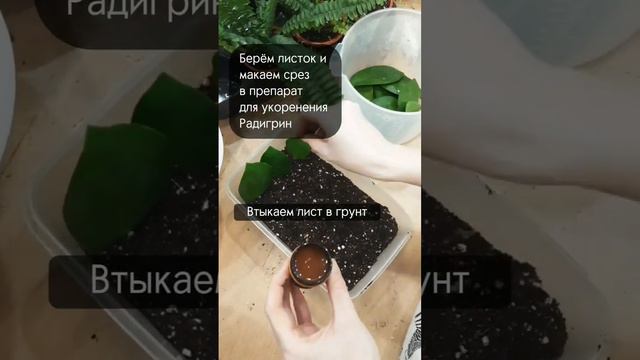 Как размножить Замиокулькос листьями? #plant #indoorplant #замиокулькас #комнатныерастения #дом смотреть онлайн