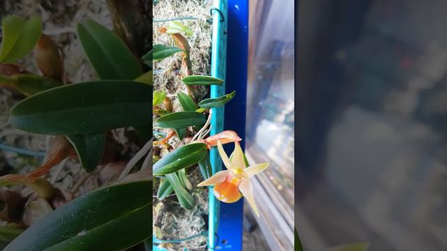 Epigeneum nakaharai. Первое домашнее цветение. смотреть онлайн