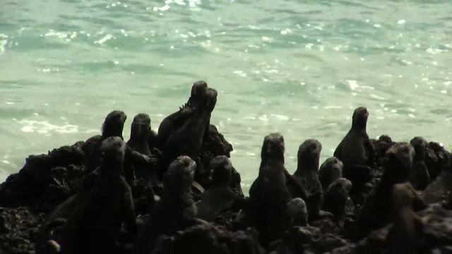 Young Marine Iguanas; Galapagos. Молодые морские игуаны; Галапагосы (2011sp) смотреть онлайн