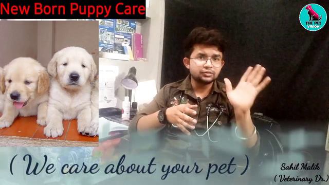 new born puppy care || how to care new born puppy ? || Puppy care tips || by. THE PET VISION смотреть онлайн