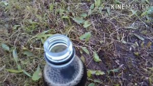 Проверяем  реакцию кола+mentos