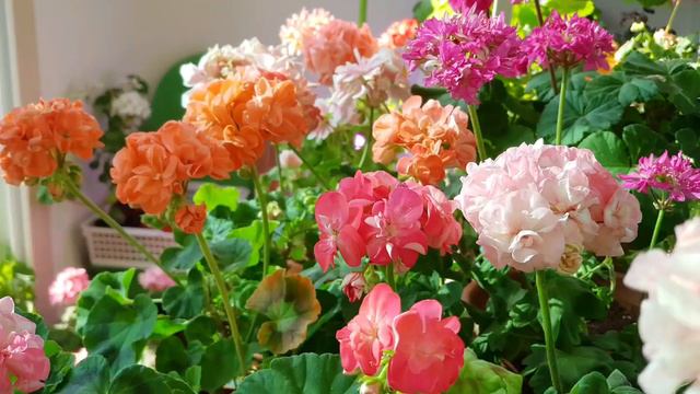 미니케빈 과 3월 제라늄꽃밭 (나의 변종제라늄들)♡ lovely orange color pelargonium смотреть онлайн