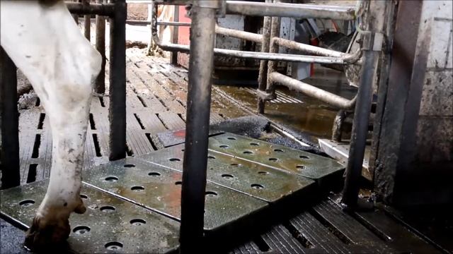 Ферма . Сельское хозяйство . Товары для животных . Маты для чистки копыт. Спрей - мат для копыт