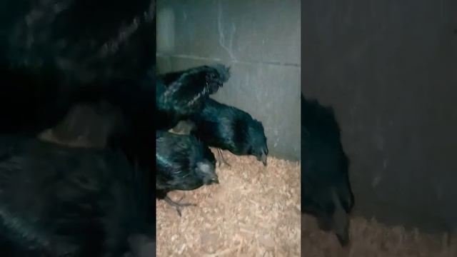 ayam cemani eggs checks in Lahore Pakistan смотреть онлайн