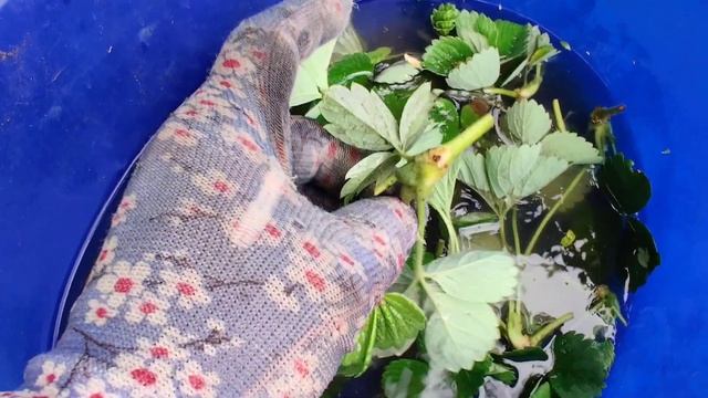 Готовим рассаду клубники сорт Азия смотреть онлайн