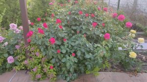 Роза Соул повзрослела