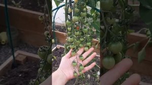 Что выросло из пасынков томата Терек