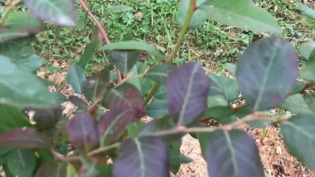 Голубика блюрей лучшая для Подмосковья. смотреть онлайн