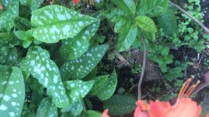 Азалия Мандарин Лайтс