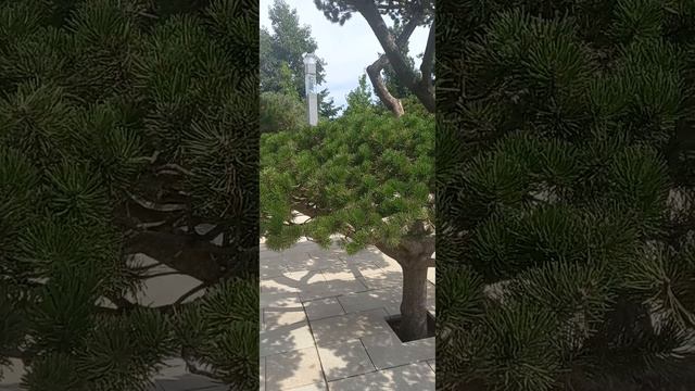 Красивая природа. Японский сад. 13 смотреть онлайн