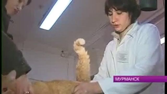 В праздничные новогодние дни возрастает количество заболевших домашних питомцев смотреть онлайн