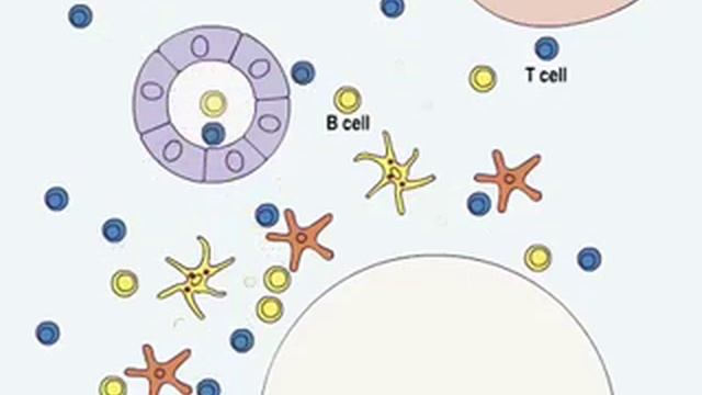 Lymph Node Development смотреть онлайн