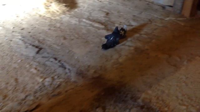 Николаевские голуби (Николаевская обл).Подпаровка---2022г. смотреть онлайн