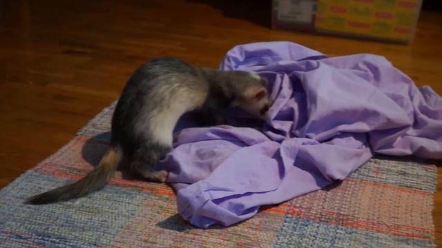Ferret Фретка смотреть онлайн