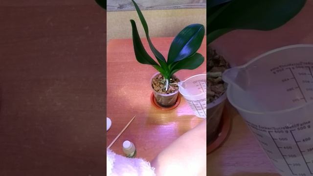 Первый полив, орхидеи Персик, с препаратом