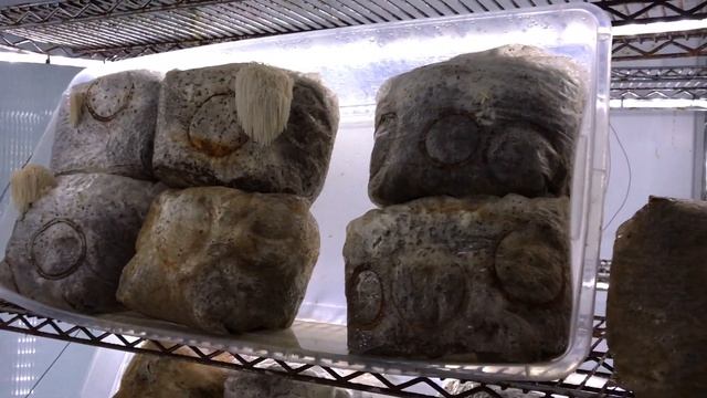 Hericium erinaceus 13 Jan 2018 IMG 5335 смотреть онлайн