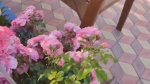 Плетистые розы. Роза Эден Роуз, Розариум Ютерсен и Флорентина.