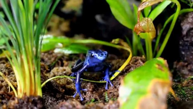 Ужасный Листолаз:тотальный переизбыток яда.Красивая,но очень ядовитая. смотреть онлайн