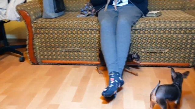 Самые маленькие собаки. The smallest dogs. Русский Той терьер. Russian Toy Terrier. смотреть онлайн