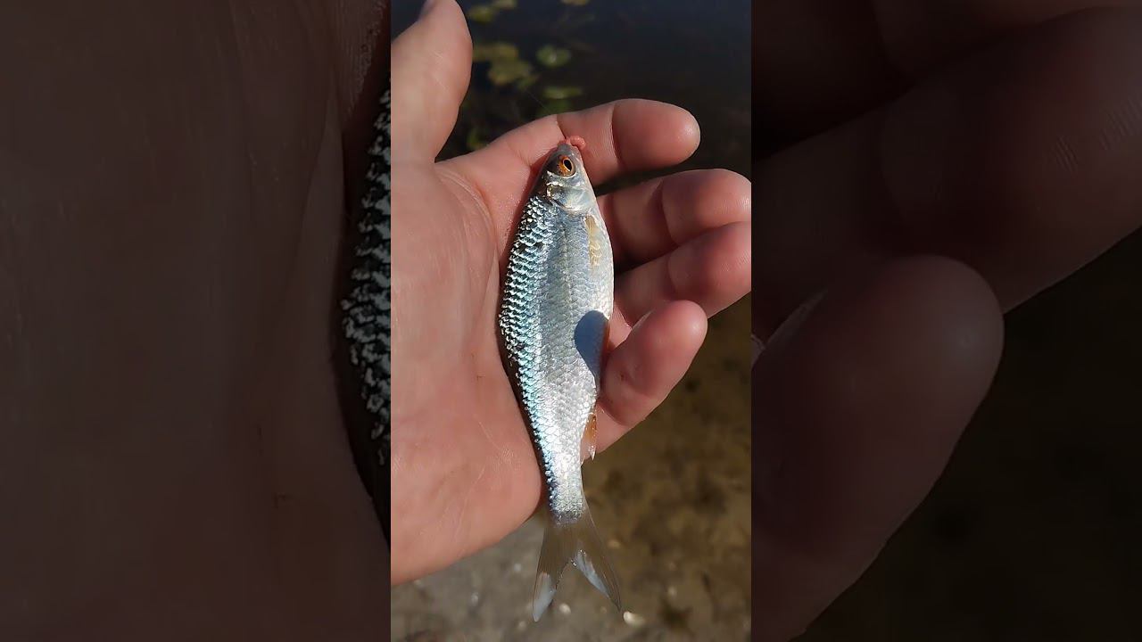 Рыбалка на поплавок.Поймал первую плотвичку на поплавок #shortvideo #fishing #рыбалка #fishingvideo смотреть онлайн