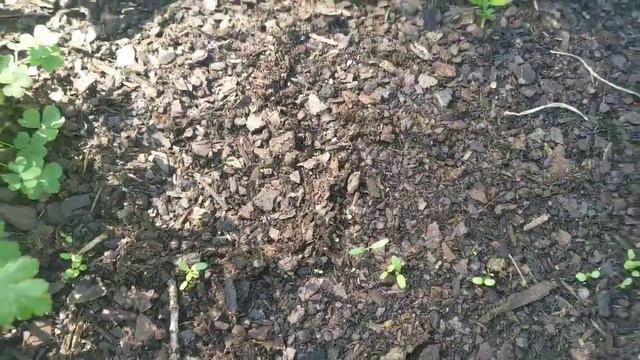 September Garden Tour/FALL/SUMMER Crops