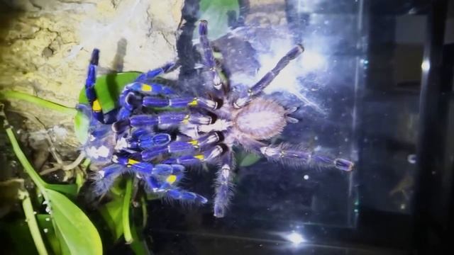 ТОП 10 Самые Редкие Животные В Мире на Грани Исчезновения || Редкие животные на грани исчезновения смотреть онлайн