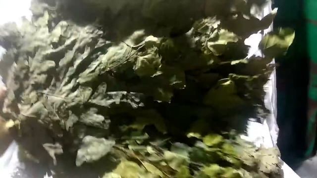 Банный веник "Смешанный" дубе береза эвкалипт смотреть онлайн