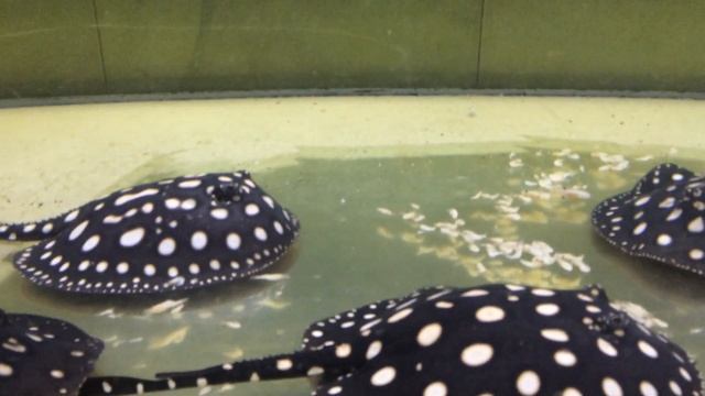 Пресноводные скаты Леопольди / Potamotrygon leopoldi (продаются малыши) смотреть онлайн