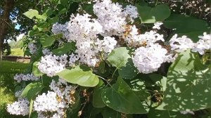 Вальс Из Оперетты «Летучая Мышь» | Иоганн Штраус | Классическая Музыка