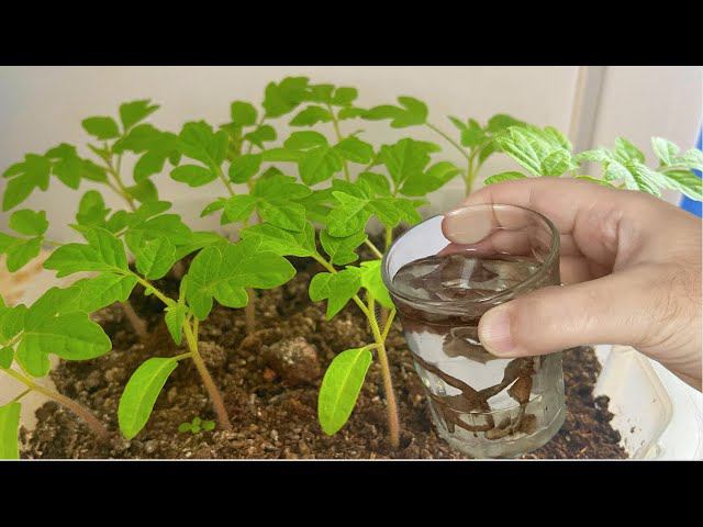 1 удобрение для рассады томатов, перцев, огурцов и даже хилая рассада станет крепышом! смотреть онлайн