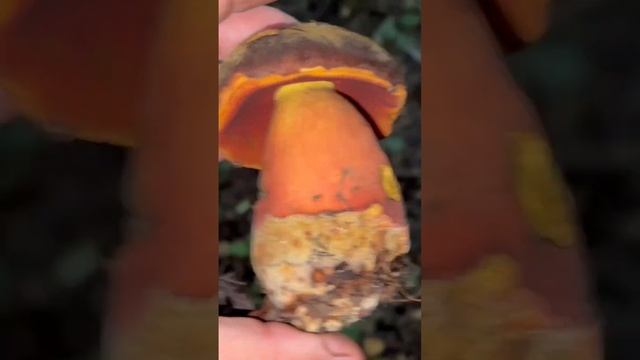 ДУБОВИК КРАПЧАТЫЙ! смотреть онлайн