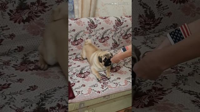 Teach a pug to sing. Учим мопса петь. смотреть онлайн