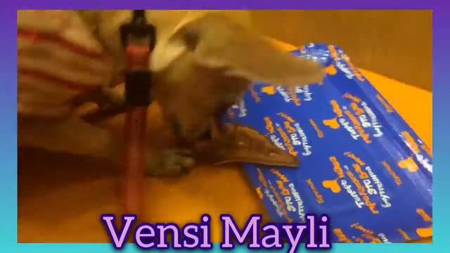 Майли кушает блин:) собака чихуахуа ест блин:) смотреть онлайн