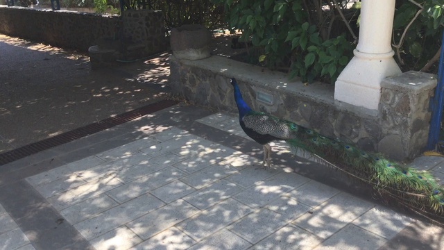 Павлин в израильском монастыре - новости Жирновска - форум ЖИРАФ смотреть онлайн