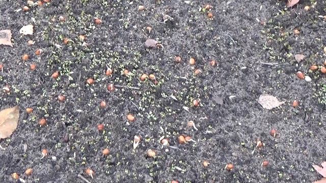 Зима у ворот. Что делать с СИДЕРАТАМИ? смотреть онлайн