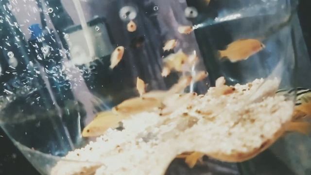 akvarium,aquarium,аквармум,рыба,цихлиды,баликлар,африка,afrika,аулонокара,лабидохромис,еллоу,аква смотреть онлайн