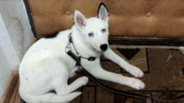 Эта маленькая собачка чудом выжила. Посмотрите, что стало с другими! смотреть онлайн