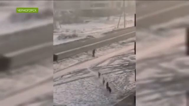 В Черногорске стая собак продолжает охотиться на людей смотреть онлайн