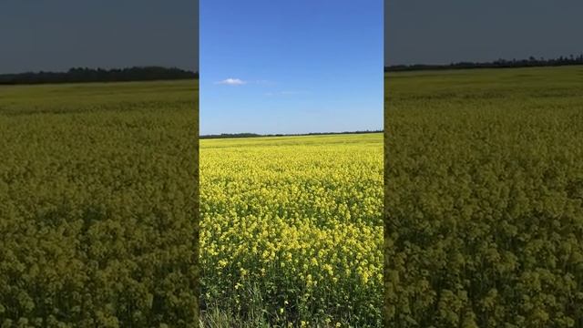 Медоносы - посевы 2018 смотреть онлайн