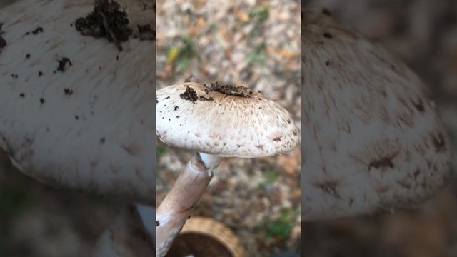 Agaricus silvaticus Pillole di Micologia Conoscere i funghi con Giacomo Jack Ispettore Micologo. смотреть онлайн