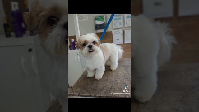 #tosa#shitzu_lover#cachorro#fofinho смотреть онлайн