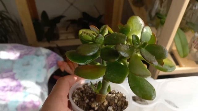 Другие растения которые живут у меня: Драцена, Крассула (толстянка), Алоэ вера, Бамбук и другие???? смотреть онлайн