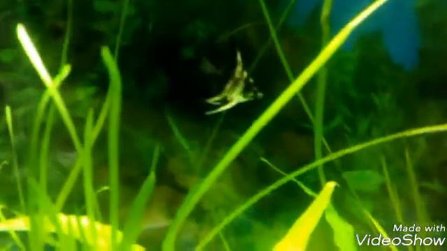 Шок! Рыбка чувствует себя в космосе!!! смотреть онлайн