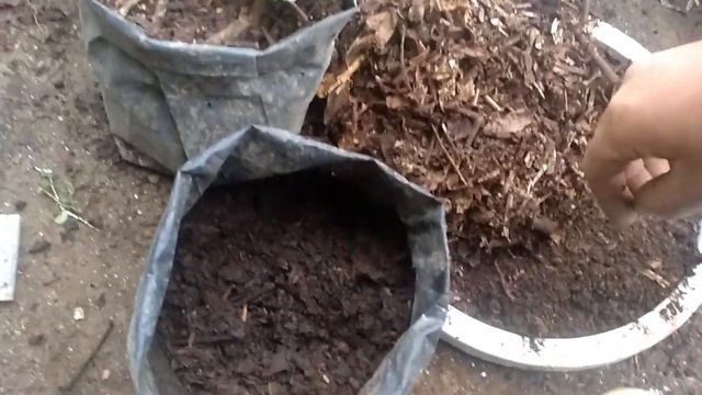 How To Grow Begonias || Begonia Plant Care || Begonia Flower || Begonia || Begonia Plant